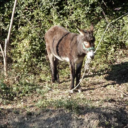 Il Borgo Della Colomba * Fosdinovo